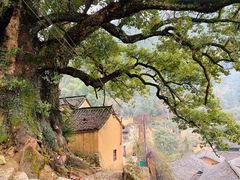 -杨家堂村