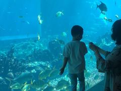 -海棠湾洲际-涛·海底餐厅·美人鱼·自助餐·海底隧道