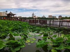 -莲花池公园