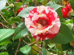 -深圳国际园林花卉博览园