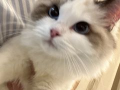 -momokira米努特·德文卷毛猫·棉花面纱犬
