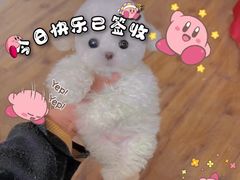 -萌宠之家·腊肠犬·马尔泰·小体犬舍