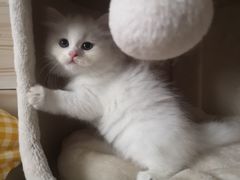 -纳吉亚猫专科动物诊疗中心(蒋宅口分院)