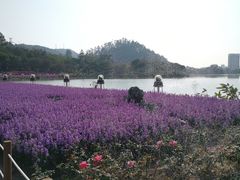 -顺峰山公园