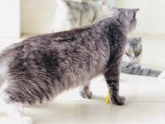 -瑞鹏宠物医院·骨科·猫科·内科(第一中心)