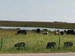 -青海湖国家重点风景名胜区