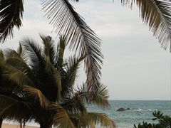 -东郊椰林