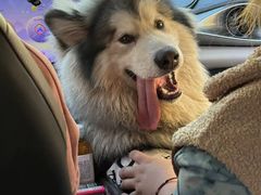 -小伙伴宠物医院•急重症转诊中心·老年专科·犬猫全科(北大街总院)