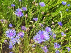 -盘龙城国家考古遗址公园