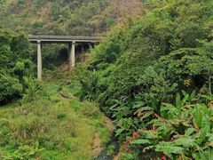 -西双版纳原始森林公园