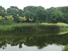 -上海长兴岛郊野公园