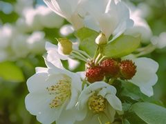 -石家庄市植物园