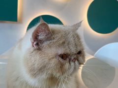 -飞行喵MR PILOT|猫舍·猫咖(静安大融城店)