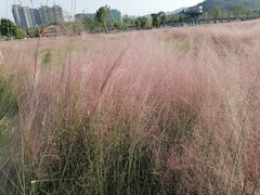 -王借岗森林公园