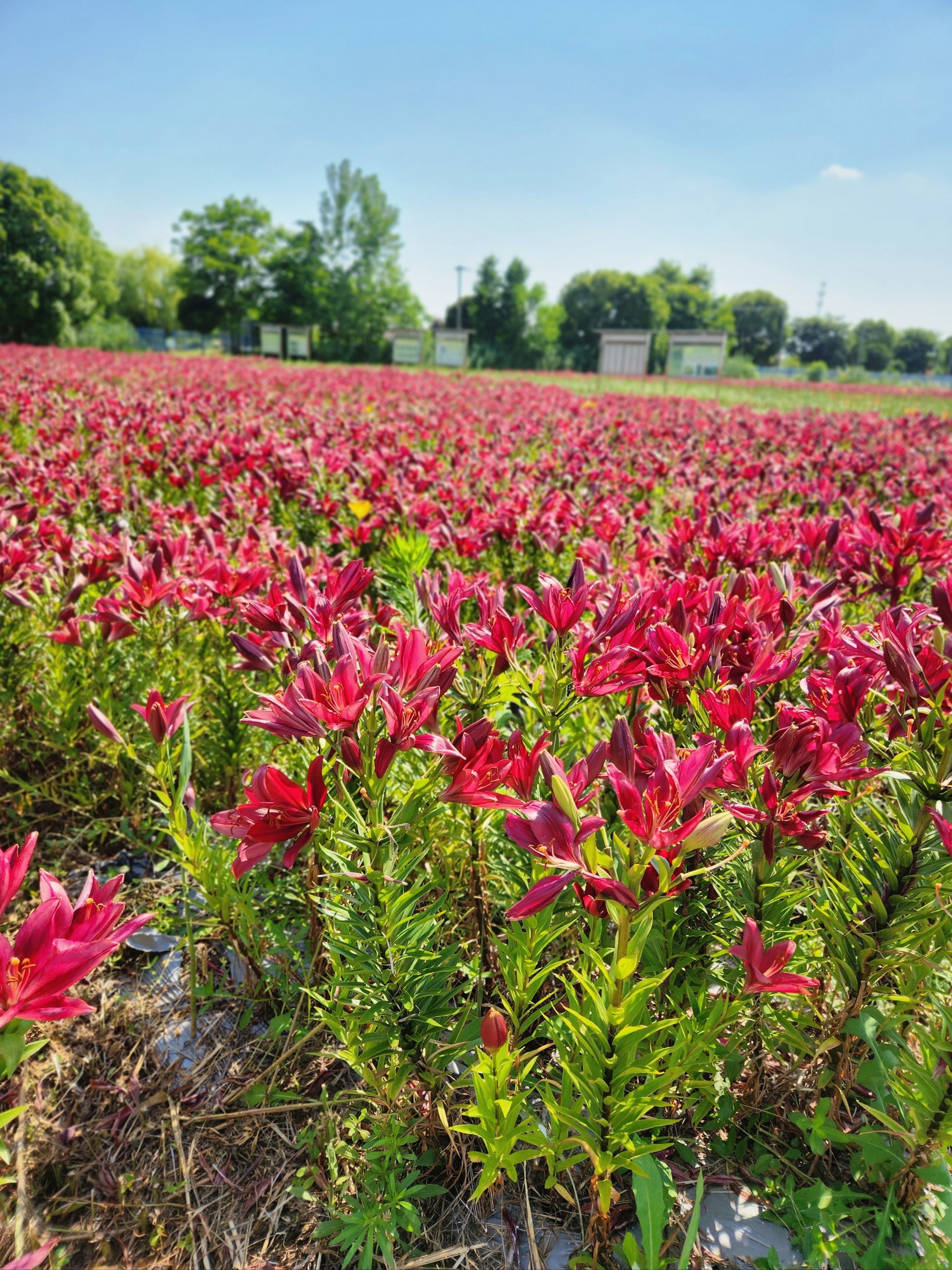 这片百合花海完全没有游客