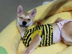 -逗柴咖啡屋·狗咖猫咖宠物桌游