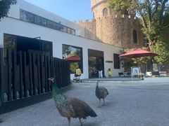 -J Create城市露营咖啡·简餐·宠物(上海动物园店)