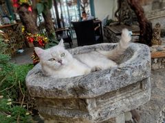 -喵屿·大理花园猫咖