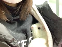 -北京观赏动物医院·24小时大型综合·猫专科·异宠专科