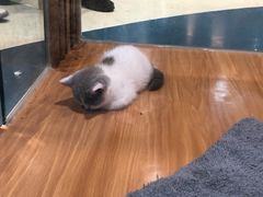 -龟与熊猫宠物公园(南坪店)