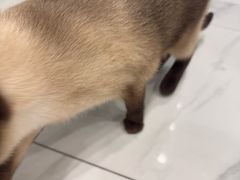 -艾吉宠物医院·疑难杂症转诊中心·猫友好(碧江路院)