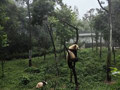 -中国大熊猫保护研究中心雅安碧峰峡基地