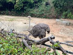 -深圳野生动物园