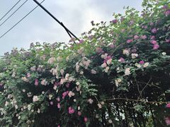 -满记甜品(金融街店)