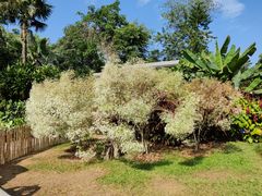 -中国科学院西双版纳热带植物园