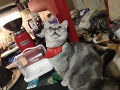 -猫色咖啡·猫咖