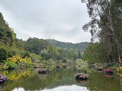 -深圳仙湖植物园