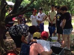 -从化深英荔枝黄皮龙眼采摘园