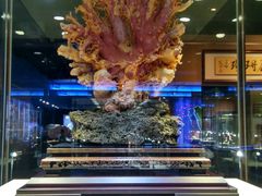 -绮丽珊瑚博物馆(台东店)