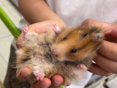 -钓仓鼠(洋桥北里小区店)