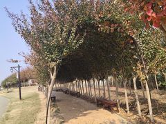 -武汉紫薇都市田园