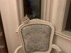 -Bastet sally猫舍购宠(静安店)