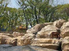 -武汉动物园