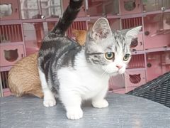 -麒麟缅因猫舍·十五年缅因猫选购中心