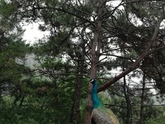 -燕塞湖鸟语林景区