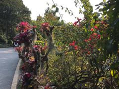 -深圳仙湖植物园