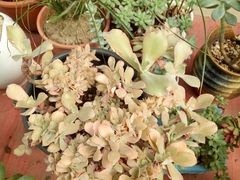 -龙大花卉苗木市场