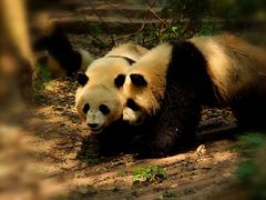 景点-成都大熊猫繁育研究基地