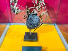 -上海昆虫博物馆