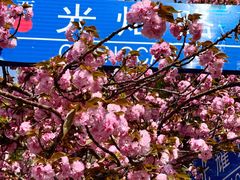 -高东镇樱花园