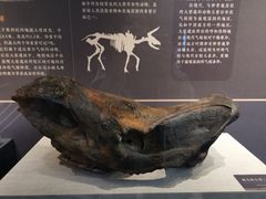-呼和浩特博物馆