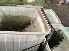 -金海椒罐罐鲢鱼(东方桂苑店)