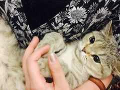 -猫色咖啡·猫咖