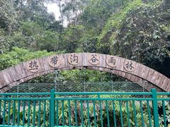 -西双版纳原始森林公园