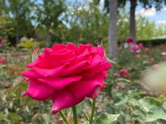 -大兴滨河森林公园