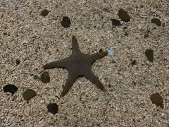 -芜湖新华联大白鲸海洋公园